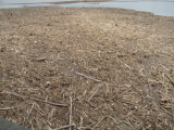 img0010.jpg